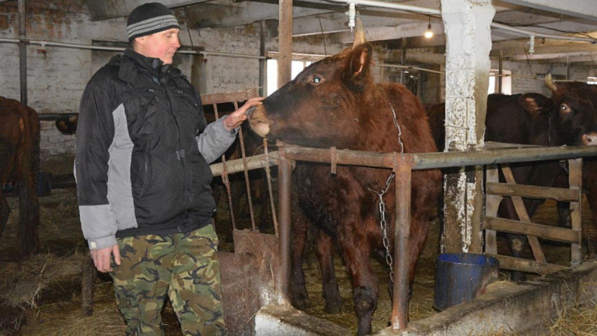 Смышленый бык Дэвид стал звездой фермы в Алтайском крае