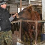 Смышленый бык Дэвид стал звездой фермы в Алтайском крае