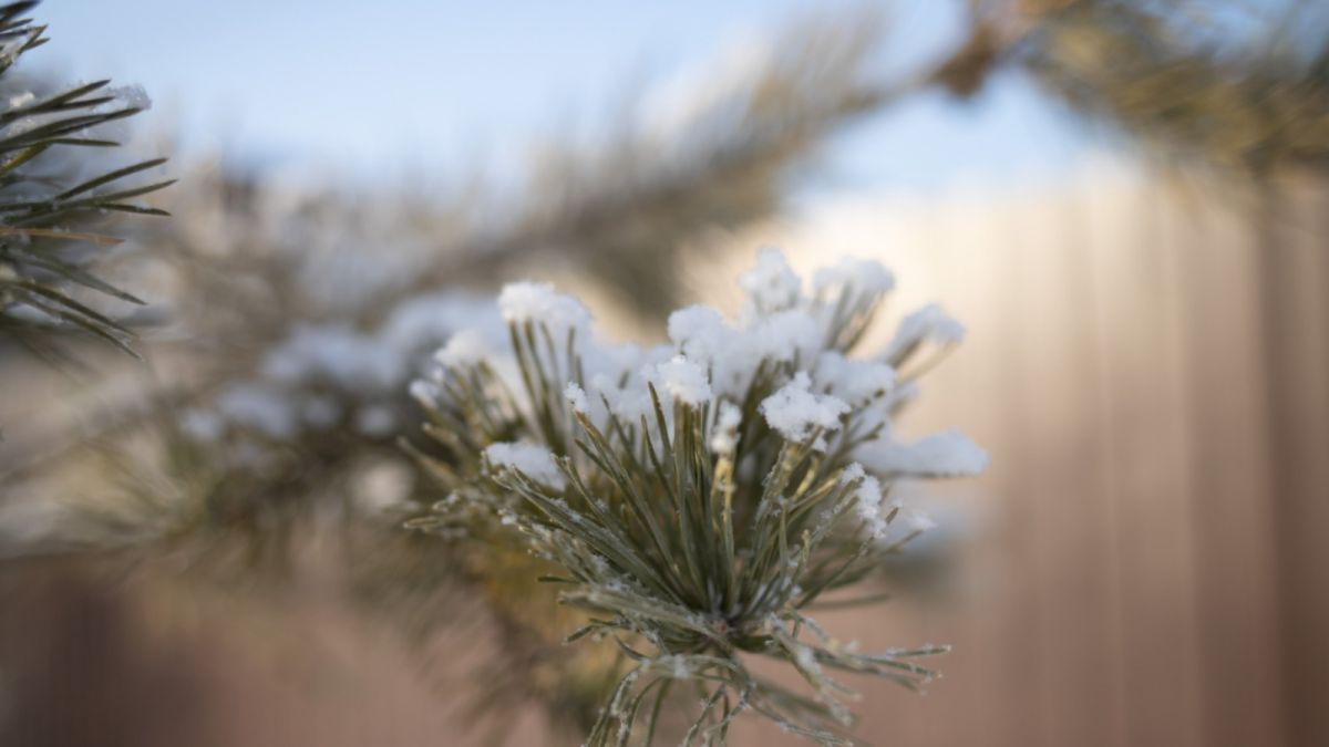 Потеплело: 27 января в Алтайский край вернутся снег, ветер и метели