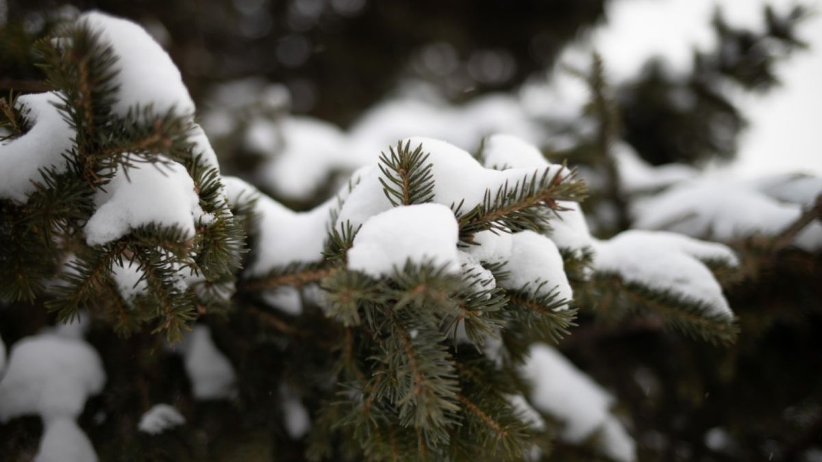 Без осадков и около -5 градусов ожидается 30 января в Алтайском крае