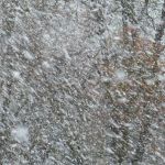 Усиление ветра и снег прогнозируют в Алтайском крае
