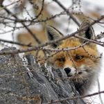 Семь случаев бешенства у животных выявили за год в Алтайском крае
