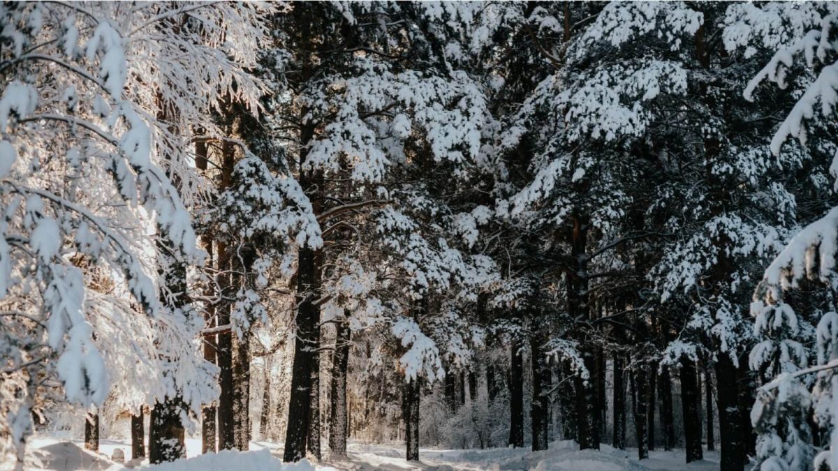 Снег с метелями и потепление пришли 3 февраля в Алтайский край
