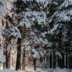 Снег с метелями и потепление пришли 3 февраля в Алтайский край