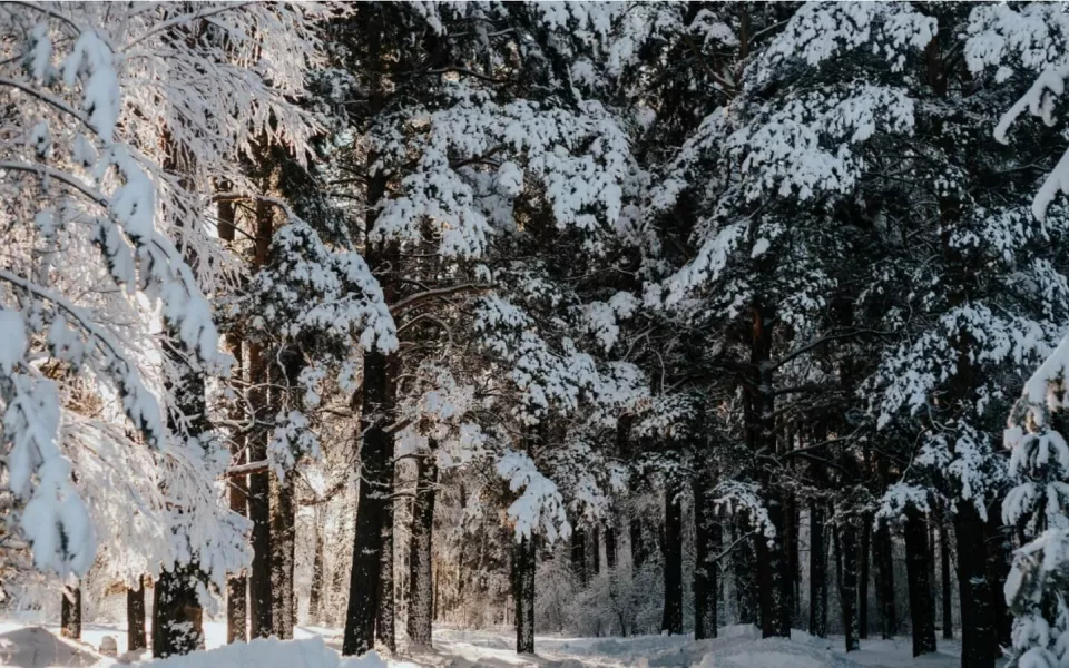 Резкое похолодание ждет жителей Алтайского на короткой рабочей неделе. Прогноз