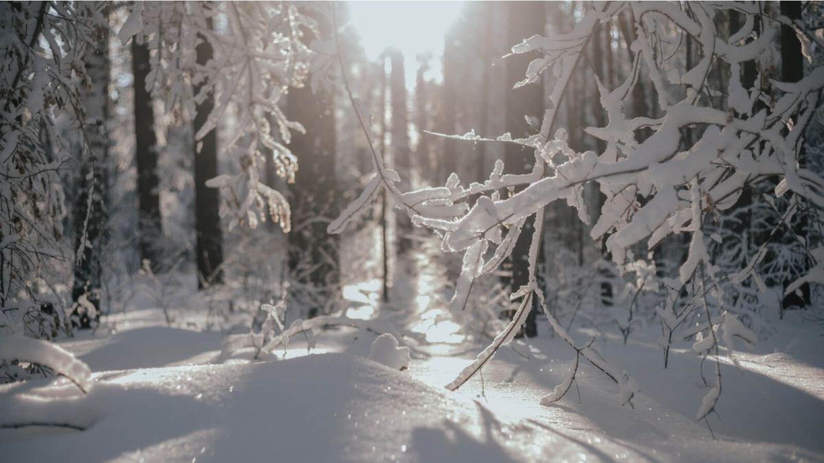 Теплая погода без осадков ожидается 5 февраля в Алтайском крае
