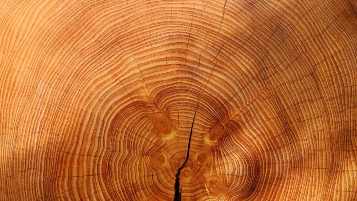 Минпромторг предложил уменьшить экспорт древесины из-за спроса на мебель