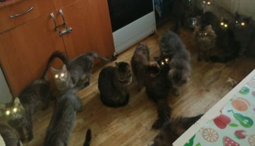 Соседи в ужасе: жительница Бийска поселила у себя 26 кошек
