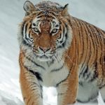 Тигр помог охотнадзору поймать двух браконьеров в Приморье