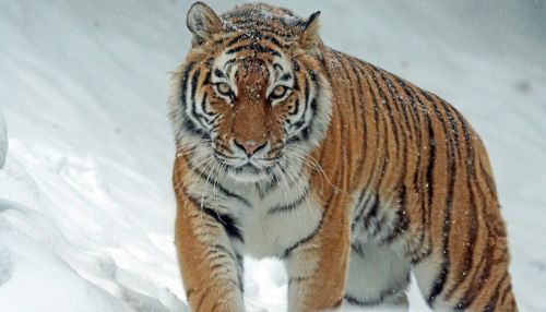Тигр помог охотнадзору поймать двух браконьеров в Приморье