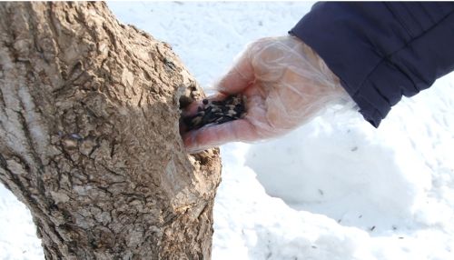 Домики для белок оборудуют в барнаульском парке Изумрудный