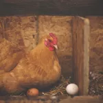 Правительство РФ занялось вопросом роста цен на куриные яйца