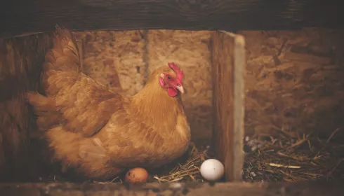 Правительство РФ занялось вопросом роста цен на куриные яйца