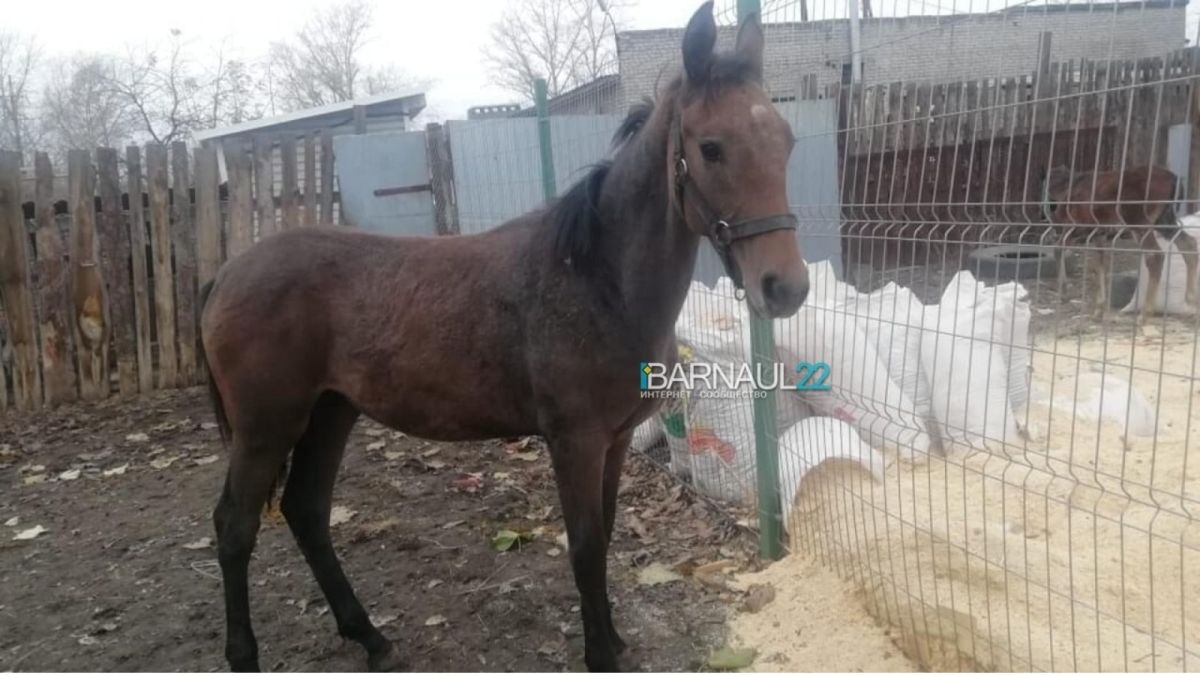 Зоозащитники: молодая лошадь погибла в приюте "Ласка" из-за плохого содержания
