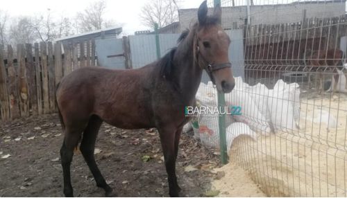 Зоозащитники: молодая лошадь погибла в приюте Ласка из-за плохого содержания