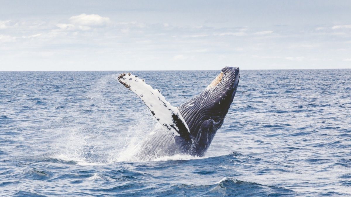 Когда проводится Всемирный день защиты морских млекопитающих и в чем его суть