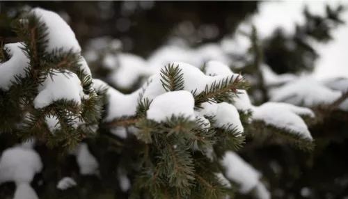 Мокрый снег и оттепель до +1 градуса ожидается в Алтайском крае 5 января