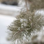 Похолодание возвращается в Алтайский край 20 февраля