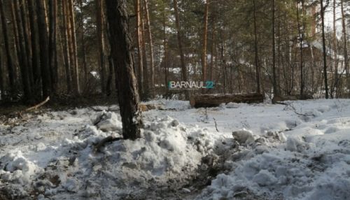 Барнаульцы вновь жалуются на рубки деревьев в бору