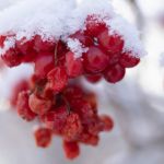 Аномальные холода до -35 захватят Алтайский край до конца февраля