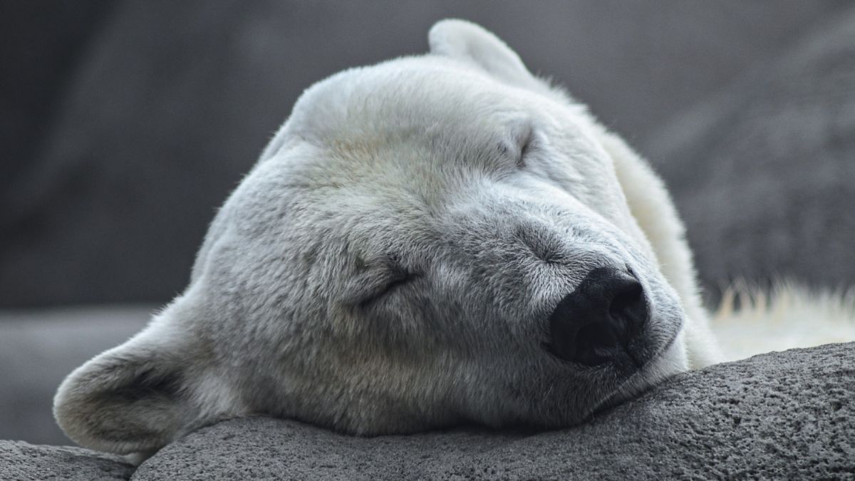 Когда в мире отмечают День полярного медведя и причем тут глобальное потепление