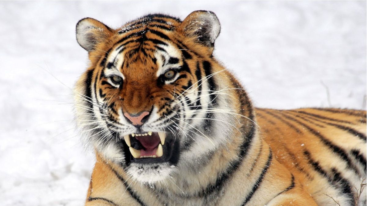 "Поющим" тигренком из Барнаула заинтересовались мировые СМИ