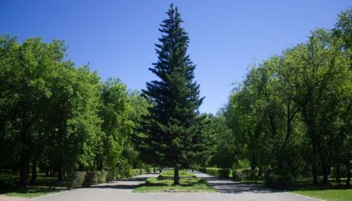 Мэрия Барнаула выделит почти 2 млн рублей на концепцию озеленения города