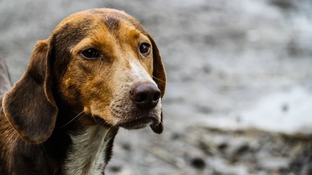 Собачьи стаи угрожают жителям двух городов в Алтайском крае