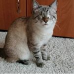 Хозяева слепой кошечки из Барнаула завели для нее аккаунт в TikTok