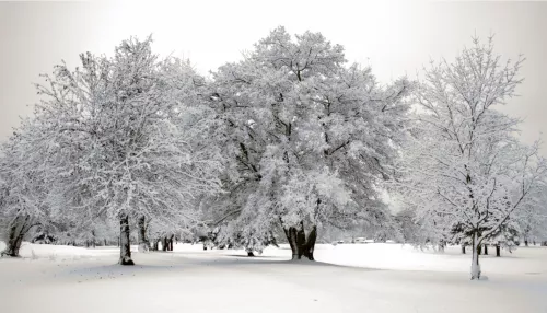 Небольшой снег и похолодание: какая погода будет в Алтайском крае 8 февраля