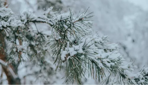 Теплые, но снежные февральские выходные ждут жителей Алтайского края