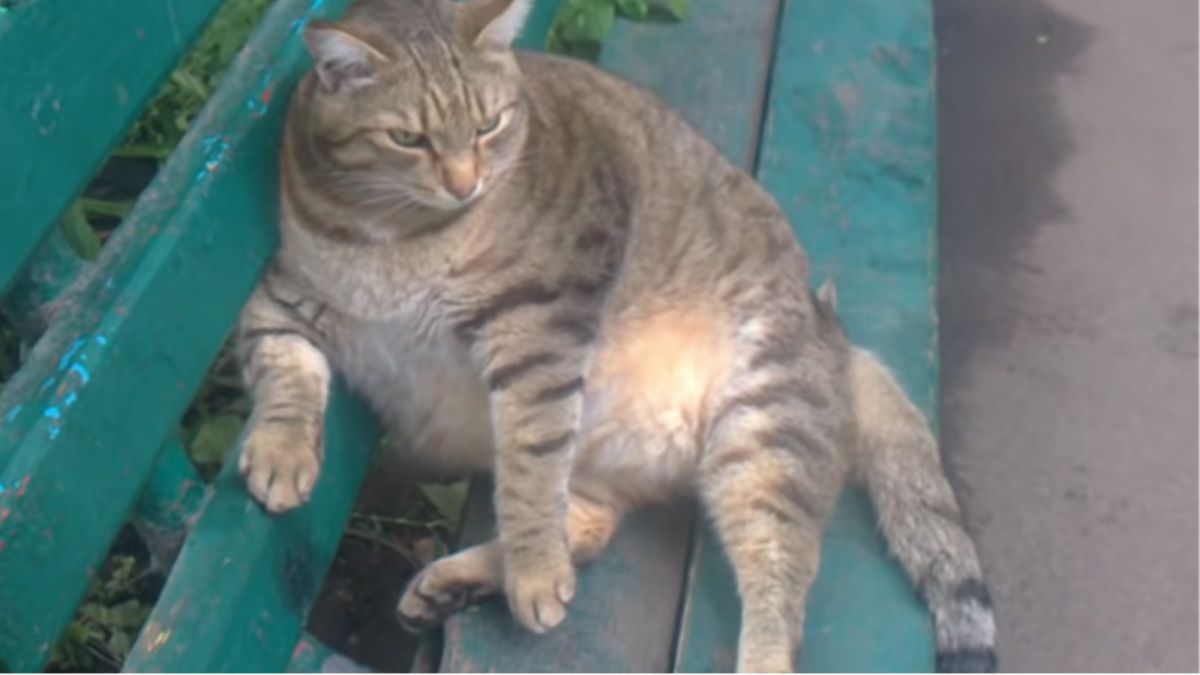 В Бийске "самый толстый кот России" помог хозяйке победить COVID-19