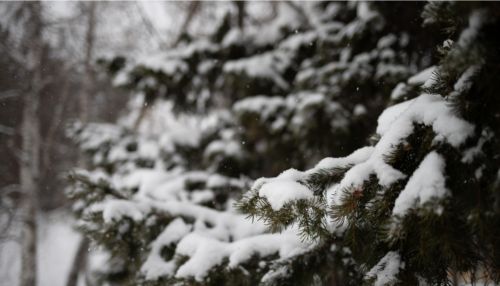 Зимняя погода с морозом до -17 градусов придет 13 марта в Алтайский край