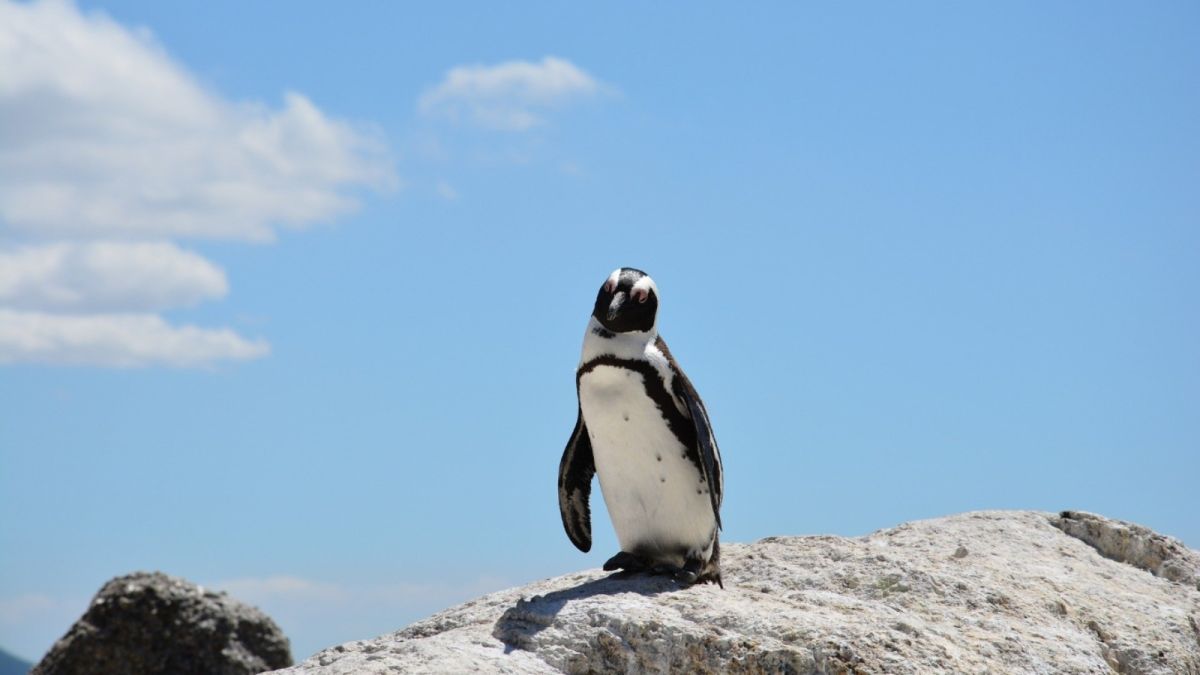 Пингвин запрыгнув в лодку к туристам, спасаясь от косаток