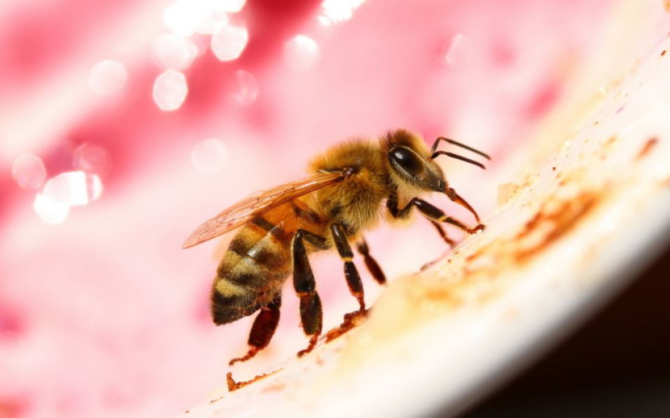 Ущерб в миллионы: алтайские пчеловоды рассказали о последствиях гибели пчел