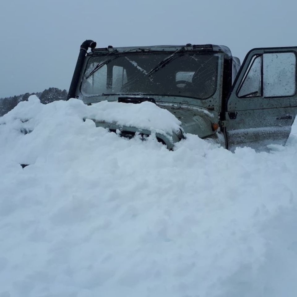 Маральник зацвел в октябре в Горном Алтае