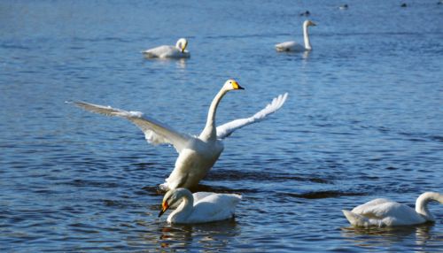 С приходом весны лебеди покидают озеро Светлое на Алтае