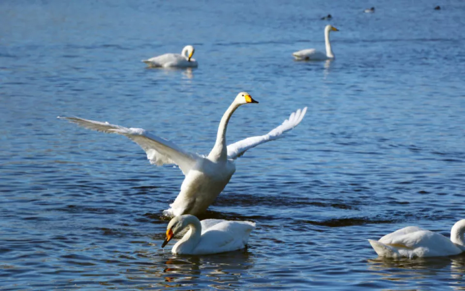 Первые лебеди-кликуны уже прилетели в Алтайский край