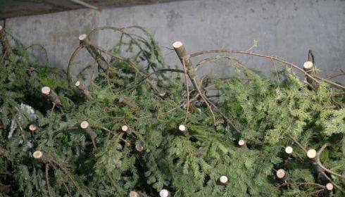 Вторая жизнь: холдинг Алтайлес переработал более 3,5 тыс. новогодних елок