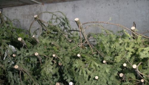 Вторая жизнь: холдинг Алтайлес переработал более 3,5 тыс. новогодних елок