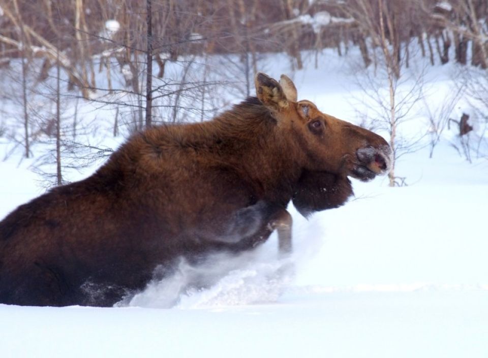 "Забивают косуль битами": как дикие животные выживают в условиях снежной зимы