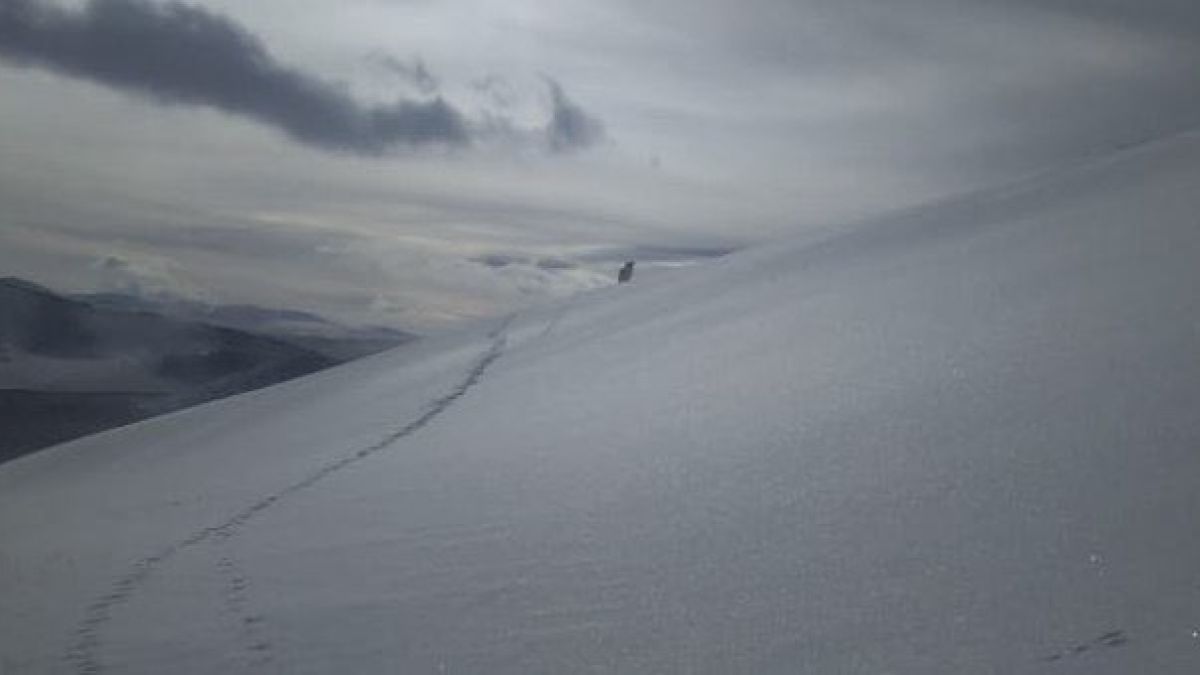 Жителю Алтая удалось сфотографировать снежного барса в дикой природе Жителю Алтая удалось сфотографировать снежного барса в дикой природе