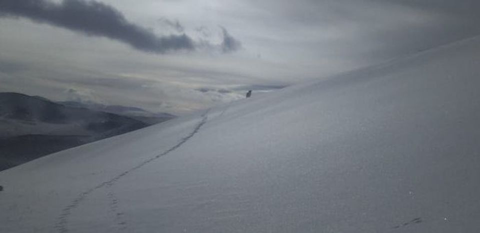 Жителю Алтая удалось сфотографировать снежного барса в дикой природе