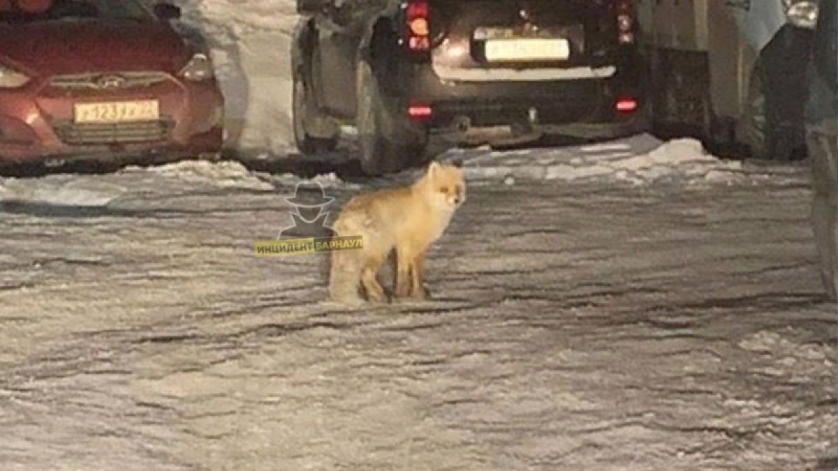 Лису встретила жительница Барнаула в городском дворе