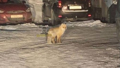Лису встретила жительница Барнаула в городском дворе