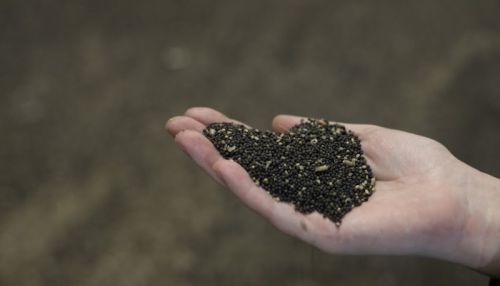 Дьявол в мелочах. Что угрожает триумфальному росту экспорта в Алтайском крае