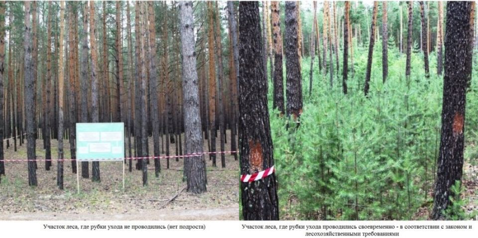 В Павловске подняли шум из-за рубки леса, глава жестко ответил на "истерику"