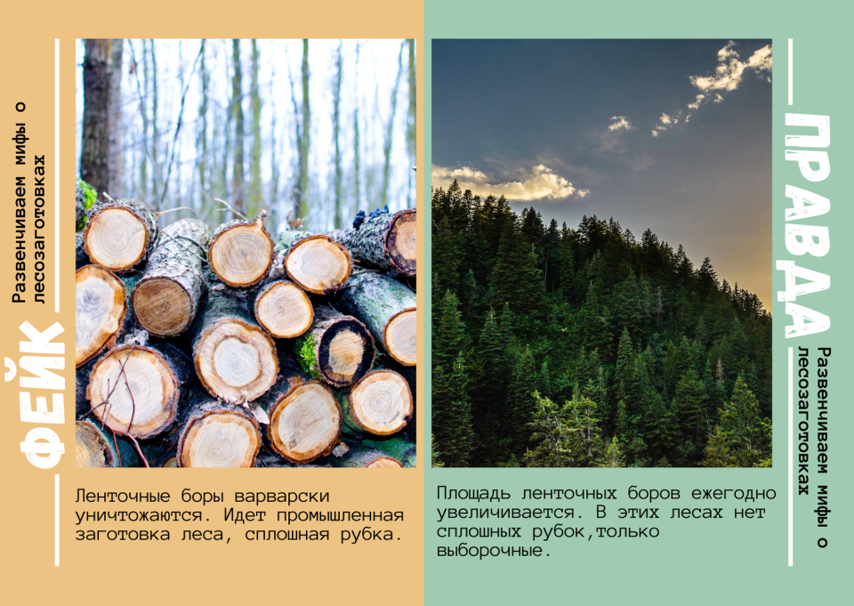 Кто и зачем рубит лес: правда и мифы о лесозаготовках, идущих в Алтайском крае