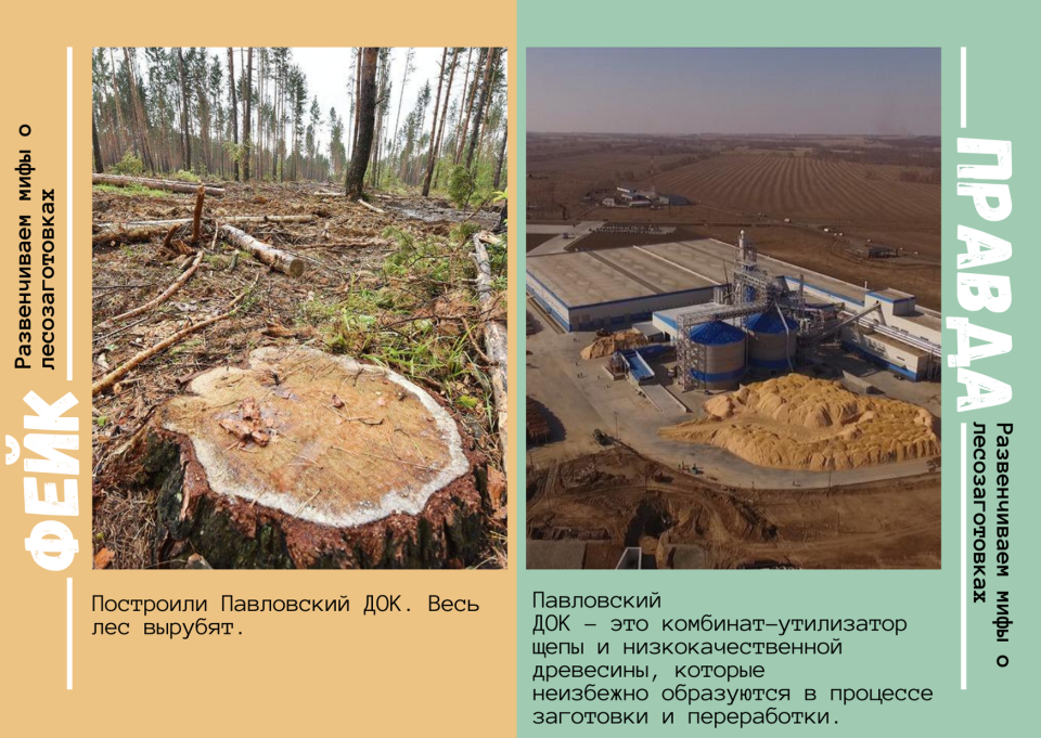 Кто и зачем рубит лес: правда и мифы о лесозаготовках, идущих в Алтайском крае