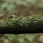 На месте поисков семьи Усольцевых нашли тело мужчины